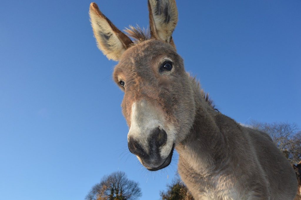 donkey, head ass, domestic animal
