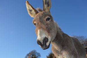donkey, head ass, domestic animal