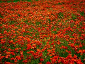 red-petaled flowers